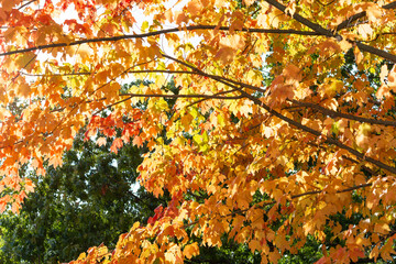 Wall Mural - looking at autumn maple leaves in the park