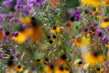 Canvas Print - autumn blooming New York asters (also known as Symphyotrichum novi-belgii) growing along with old fading rudbeckia triloba in the park