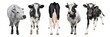 Cows of different breeds in full height isolated on transparent background. Cow isolated long banner. PNG