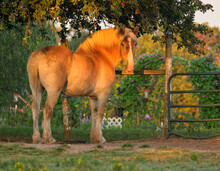 Belgian Draft Horse At Pasture Gate, Colored Golden With Early Morning Sun, Looking At The Viewer, With A Flower Garden On The Background