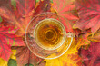Top view for transparent cup of herbal tea on the red, orange, yellow maple leaves background; Autumn season concept