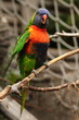 parrot, bird, colorful, macaw, beak