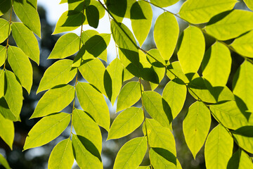 Wall Mural - green leaves background