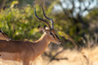 Black-nosed impala in the African savanna
