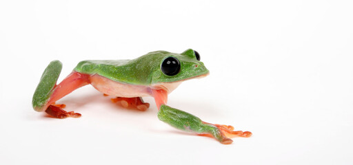 Wall Mural - Morelet's tree frog // Schwarzaugenlaubfrosch (Agalychnis moreletii)