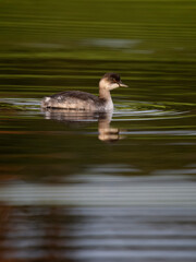 Poster - Black-necked grebe, Podiceps nigricollis