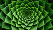 © Kepler - Spiral aloe vera with water drops, closeup