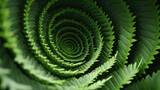 Spiral aloe vera with water drops, closeup