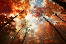 A Symphony Of Autumn Leaves In Rich, Fiery Shades, Creating A Picturesque Forest Canopy.