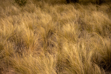 Wall Mural - Yellow Grasses Blow In The Wind In Big Bend