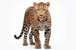 Leopard isolated on a white background. Animal front right side portrait.