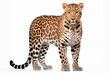 Leopard isolated on a white background. Animal right side view portrait.
