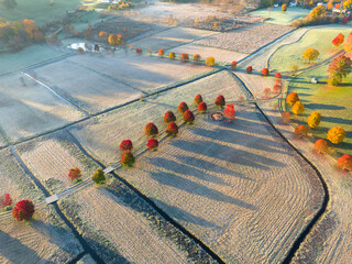 Poster - aerial of autumn red tree in a row in farm field