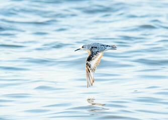 Wall Mural - Sanderling flying low over the calm ocean water close to the shore. 