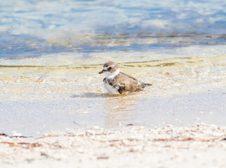 Wall Mural - A semipalmated plover bathing in the shallow inshore ocean water along the beach 