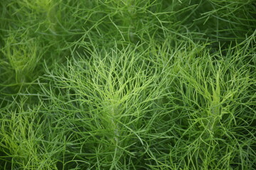 Wall Mural - detail of young pine leaves growing green with a blurry background