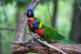 Fototapeta Tęcza - rainbow lorikeet parrot