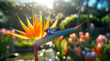 Bird Of Paradise Flower In Transcendent Botanical Garden