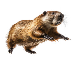 beaver isolated on white background.