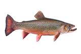 Fototapeta  - Beautiful fresh caught male brook trout in spawning colors isolated on a white background