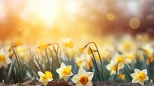 Spring Easter Background With Beautiful Yellow Daffodils