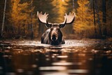 Fototapeta  - Wildlife photography with moose in natural habitat