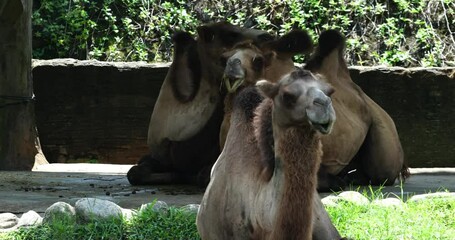 Wall Mural - The dromedary camel, scientifically known as Camelus dromedarius, is a large, single-humped camel species native to arid regions of the Middle East and North Africa. |單峰駱駝|Camelus dromedarius