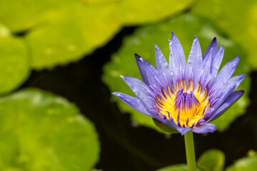 Poster - purple lotus flower