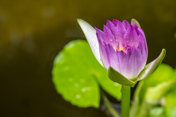 Poster - pink water lily