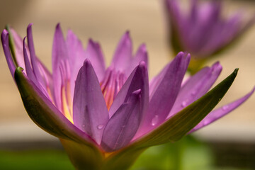 Wall Mural - purple lotus flower