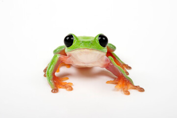 Wall Mural - Morelet's tree frog // Schwarzaugenlaubfrosch (Agalychnis moreletii)