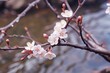 Flowering sakura. Cherry blossom in spring. Tree branches with spring sakura blossoms. Generative AI