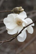 White magnolia flower on a gray background.
