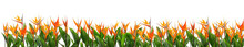 Panoramic Field Of Orange Strelitzia Reginae Tropical Flowers, Isolated On A Transparent Background. PNG, Cutout, Or Clipping Path.