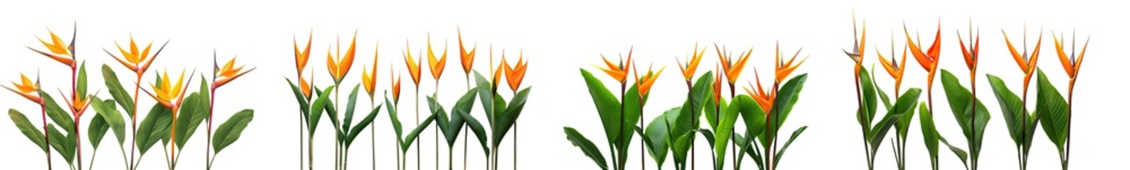 Wall Mural - collection of  of orange Strelitzia Reginae tropical flowers, isolated on a transparent background. PNG, cutout, or clipping path.	
