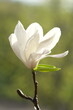 One white magnolia flower is half bloomed.