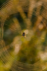 Web with Araneus spider close-up