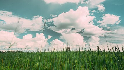 Wall Mural - 4K time-lapse, timelapse. Light Sky Above Countryside Rural Field Landscape With Young Green Wheat Sprouts In Spring Springtime Summer Cloudy Day. Countryside Landscape With Young Wheat Shoots