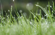 Krople rosy na zielonej porannej trawie