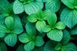 Vibrant and refreshing mint leaves adorned with dewdrops seen from above. Generative AI