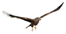 Black Kite In Flight (Milvus Migrans), PNG, Isolated On Tranparent Background 