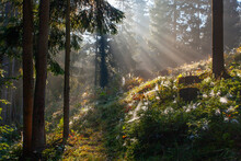 Morning Sun Rays Passing Through The  Morning Fod In Forest In Carpathian Mountains, Ukraine