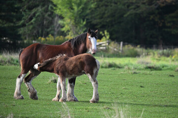 Wall Mural - Clydesdale mare nursing her yearling colt in green pasture