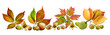 Herbstblätter und Früchte Hintergrund transparent PNG cut out