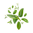 © sathit - Green tea leaves isolated on transparent background (.PNG)
