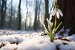 a tiny snowdrop flower emerging through snow, mature trees standing idle