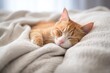 © altitudevisual - cat sleeping peacefully on a soft blanket