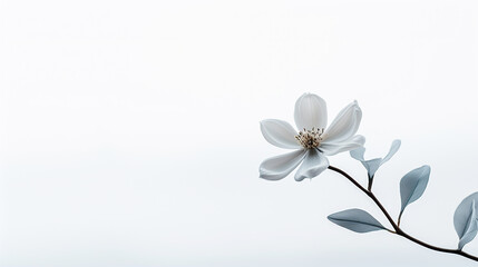 Wall Mural - a beautiful white flower with fully opened petals and a long green stem and leaves, on a light background