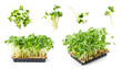 potted and loose / cut green fresh radish cress isolated over a transparent background, cut-out isolated herbs, cooking, food or gardening design element, different positions / angles, PNG