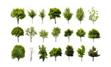 A set of realistic tree images on a transparent background.